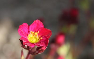 unbekannte Blume